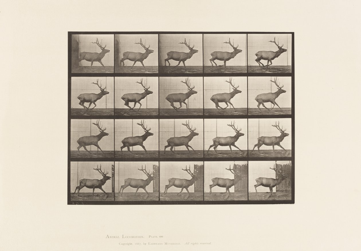 Planche 693. Élan, galopant - Eadweard Muybridge