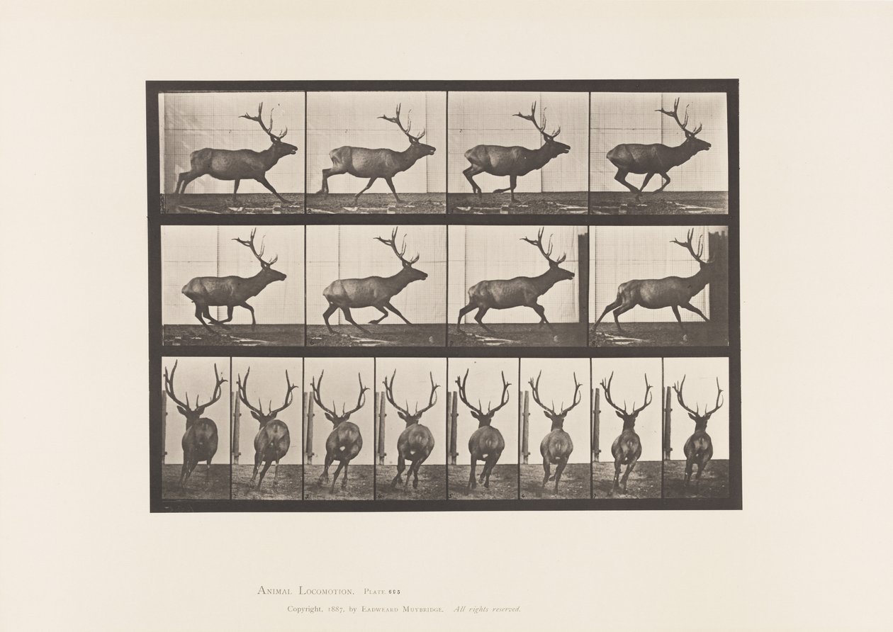 Planche 695. Élan, Galopant - Eadweard Muybridge