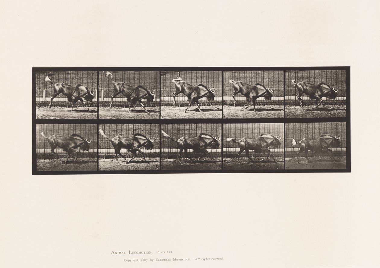 Planche 702. Gnou ; Ruant et galopant - Eadweard Muybridge