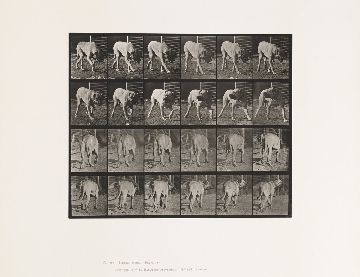 Planche 703. Chien; Marchant; Mâtin Interrompu - Eadweard Muybridge