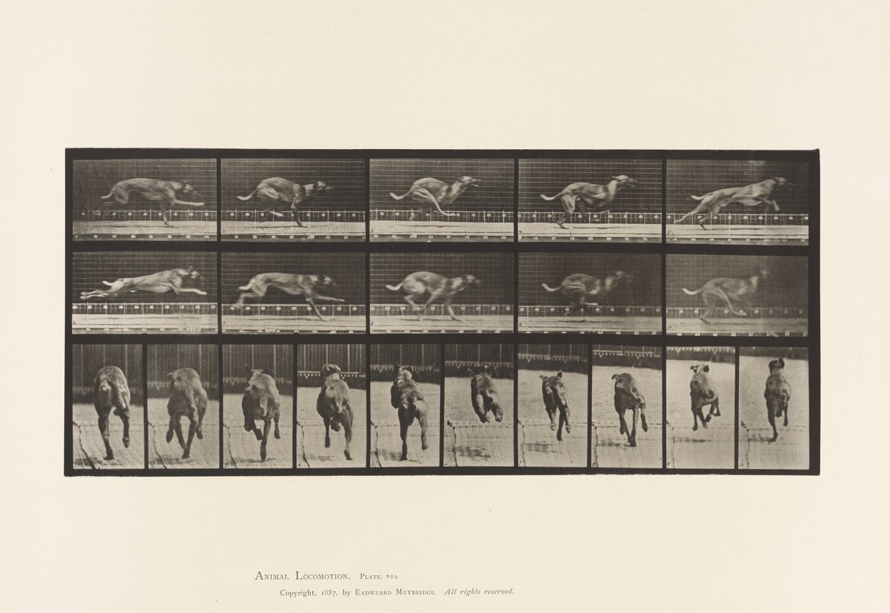 Planche 708. Chien; Galopant; Lévrier de Course Marron - Eadweard Muybridge