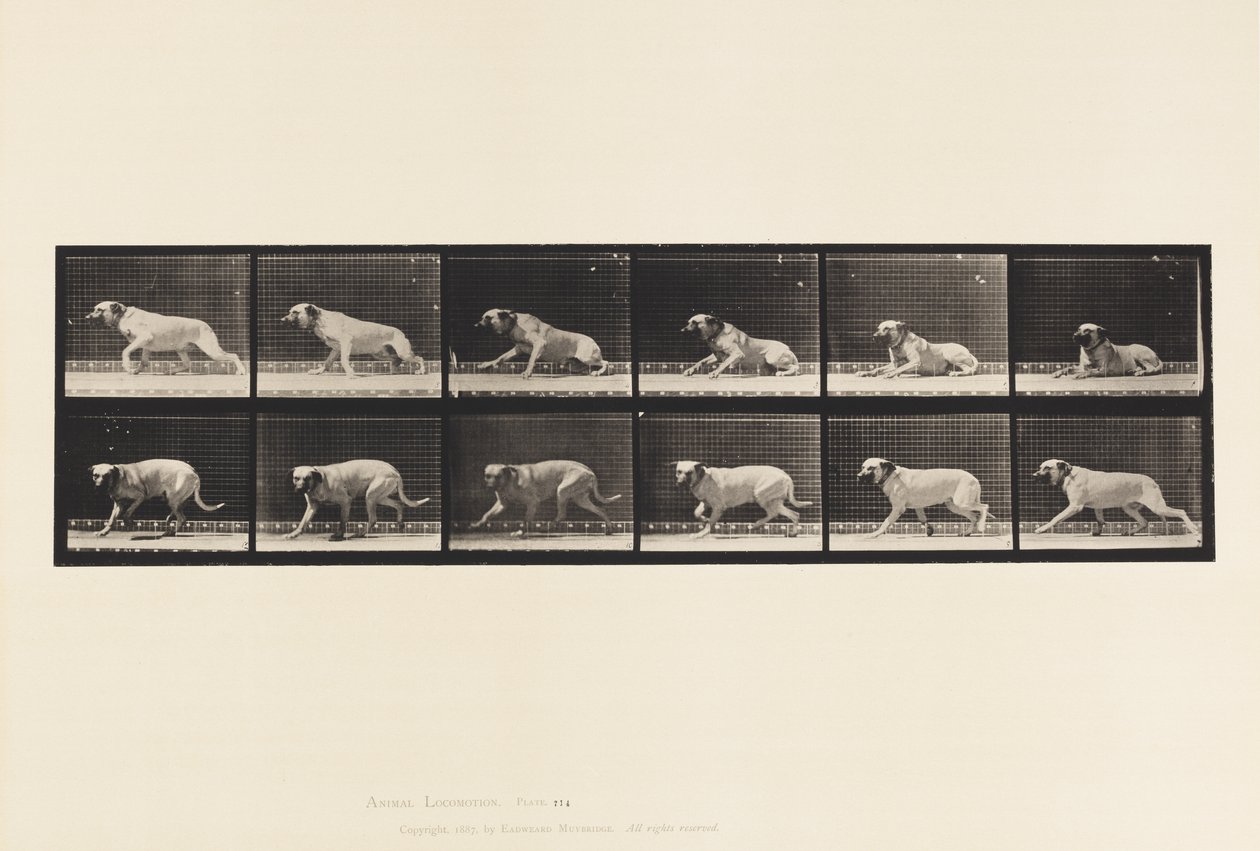 Planche 714. Chien; Éveillé par une torpille; Mastiff-Smith - Eadweard Muybridge