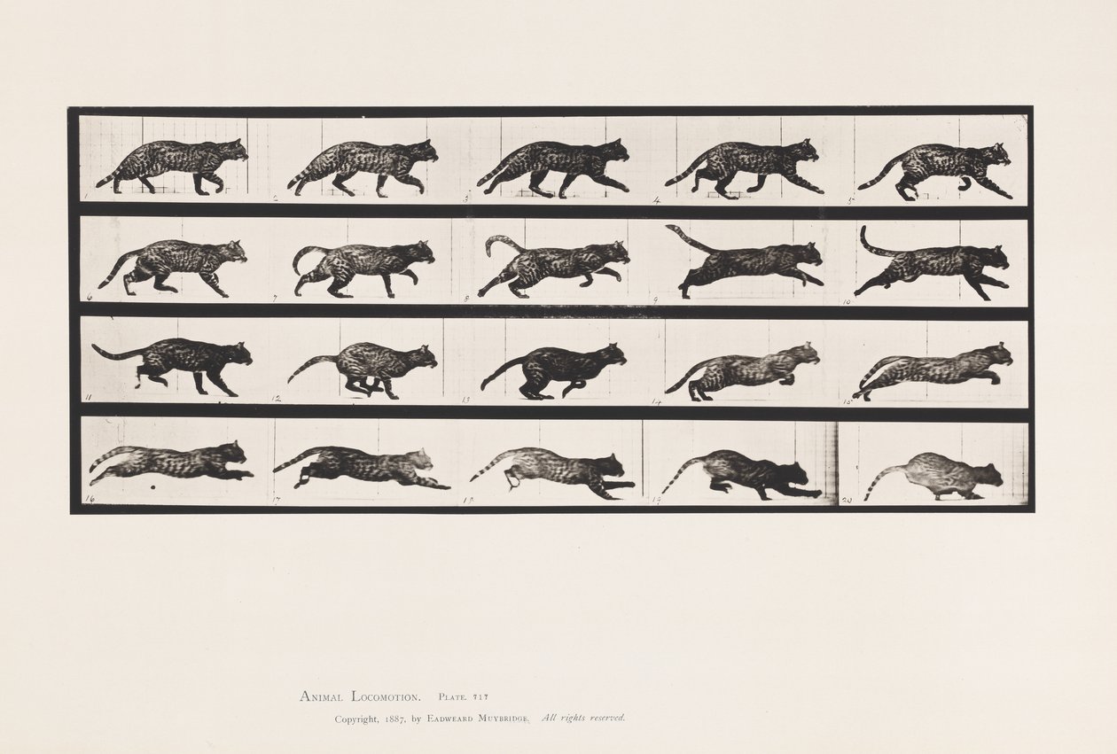 Planche 717. Chat; Trottant; Changeant en Galopant - Eadweard Muybridge