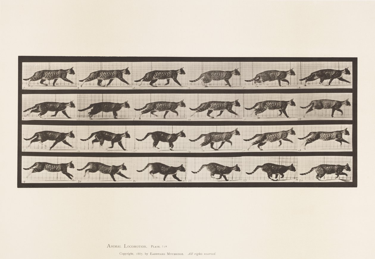 Planche 718. Chat; Trottant; Passage au galop - Eadweard Muybridge