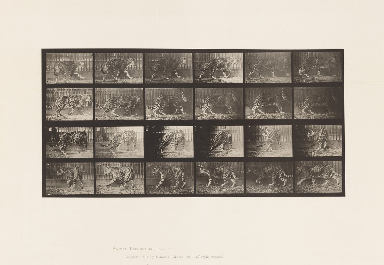 Planche 731. Jaguar ; A, Marchant ; B, Se retournant - Eadweard Muybridge