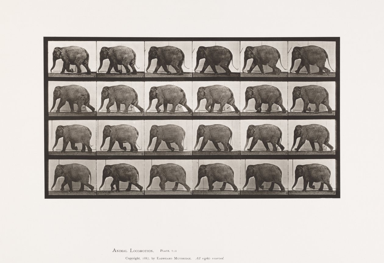 Éléphant; marchant - Eadweard Muybridge