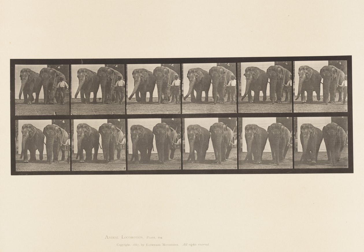 Planche 734. Éléphants; Deux, marchant - Eadweard Muybridge
