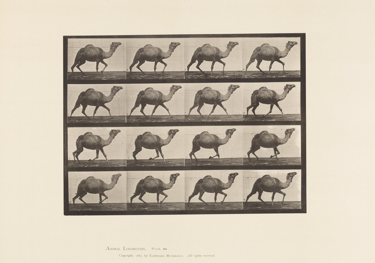 Planche 736. Chameau égyptien ; Racking - Eadweard Muybridge