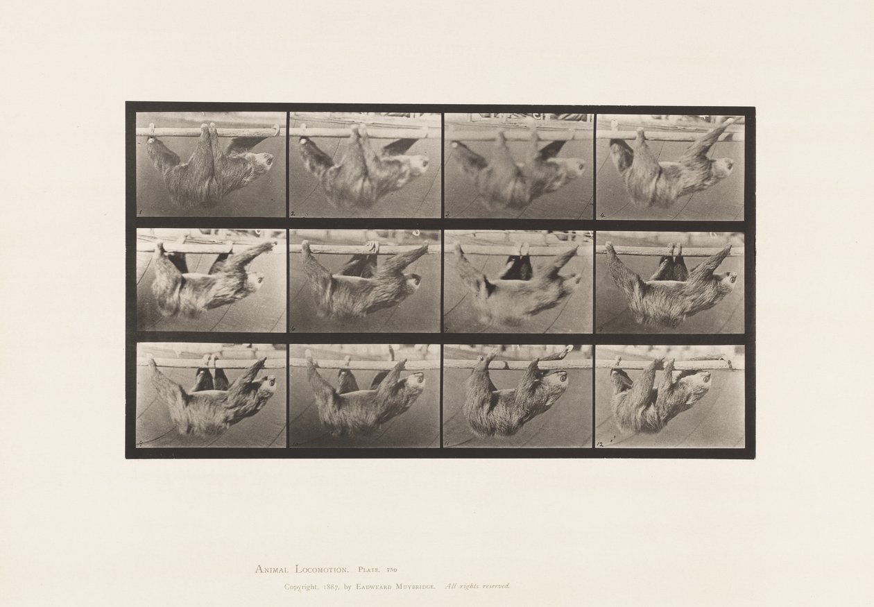 Planche 750. Paresseux; Marchant, Suspendu sur une Barre Horizontale - Eadweard Muybridge