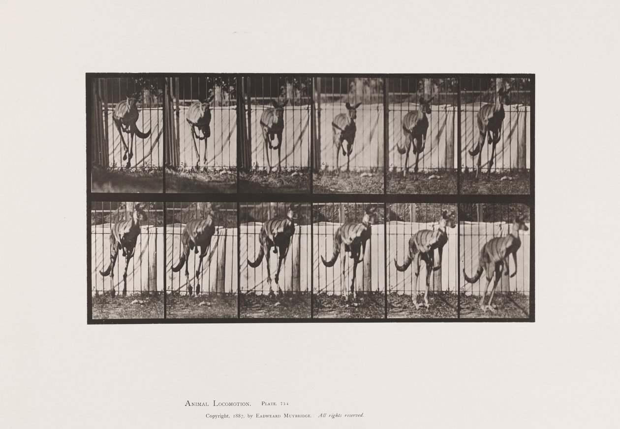 Planche 754. Kangourou; Saut - Eadweard Muybridge