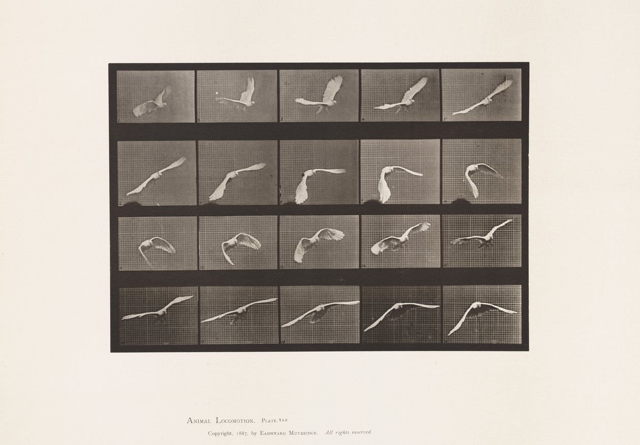 Planche 760. Cacatoès; Volant - Eadweard Muybridge