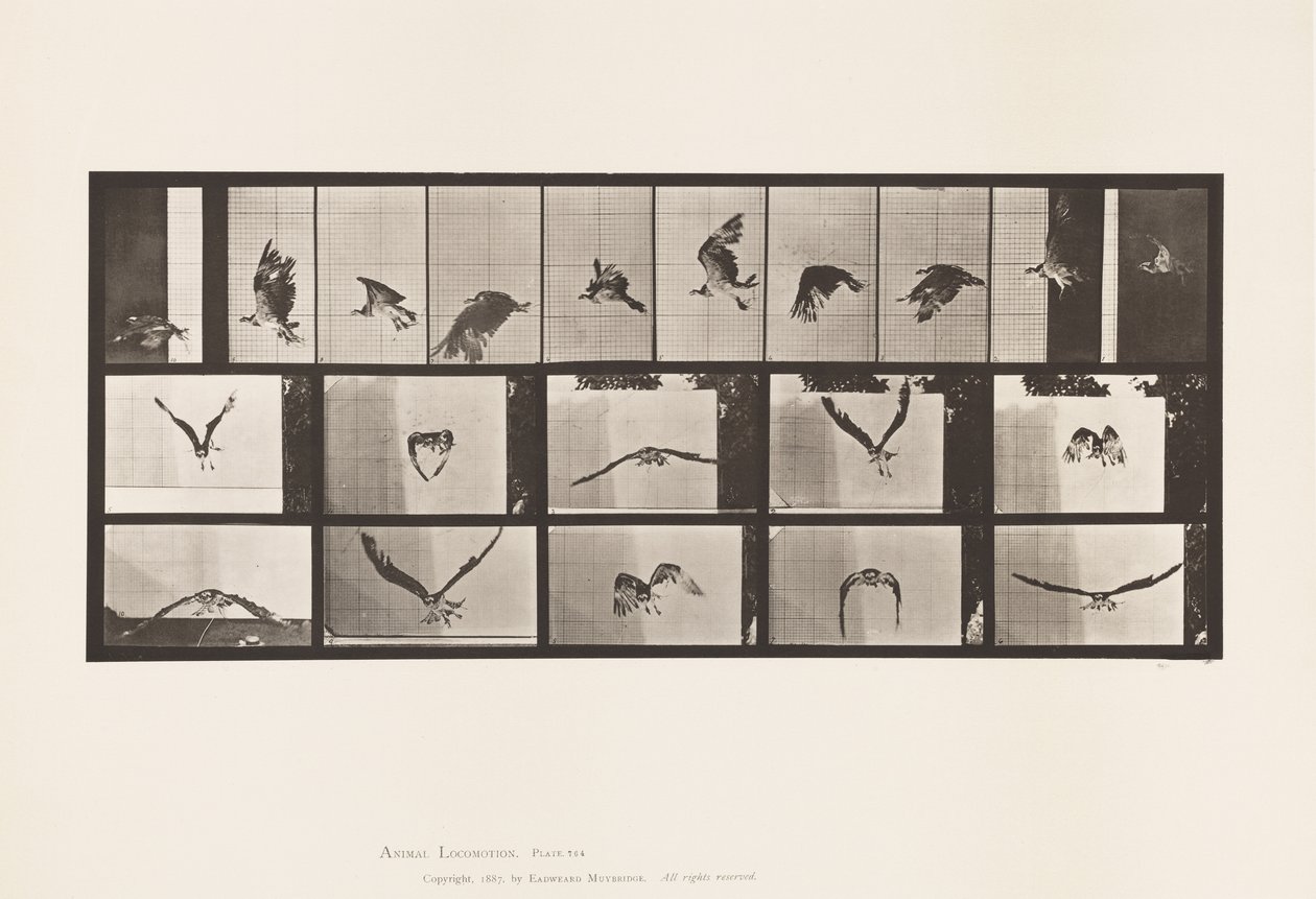 Planche 764. Balbuzard pêcheur ; En vol - Eadweard Muybridge