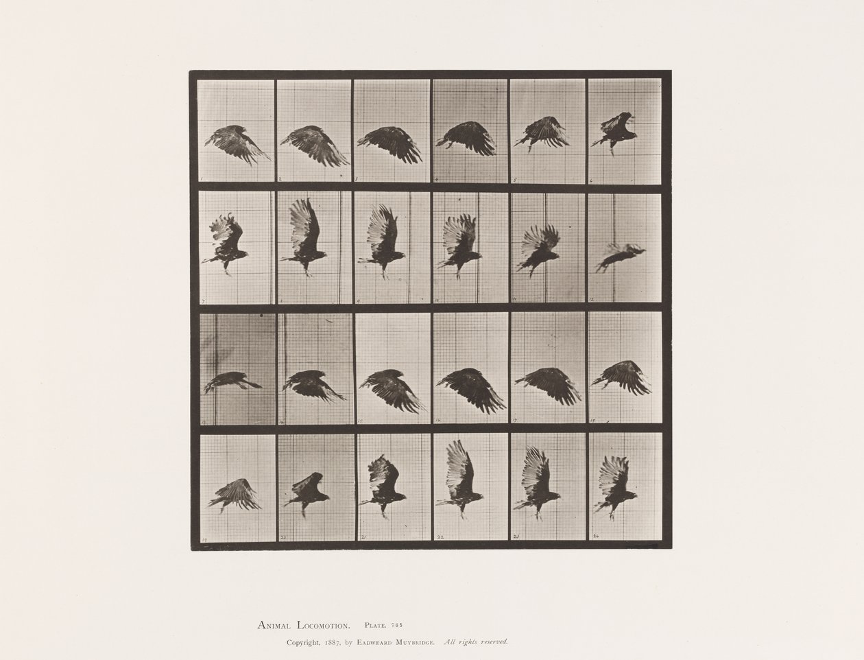 Planche 765. Vautour ; Volant - Eadweard Muybridge
