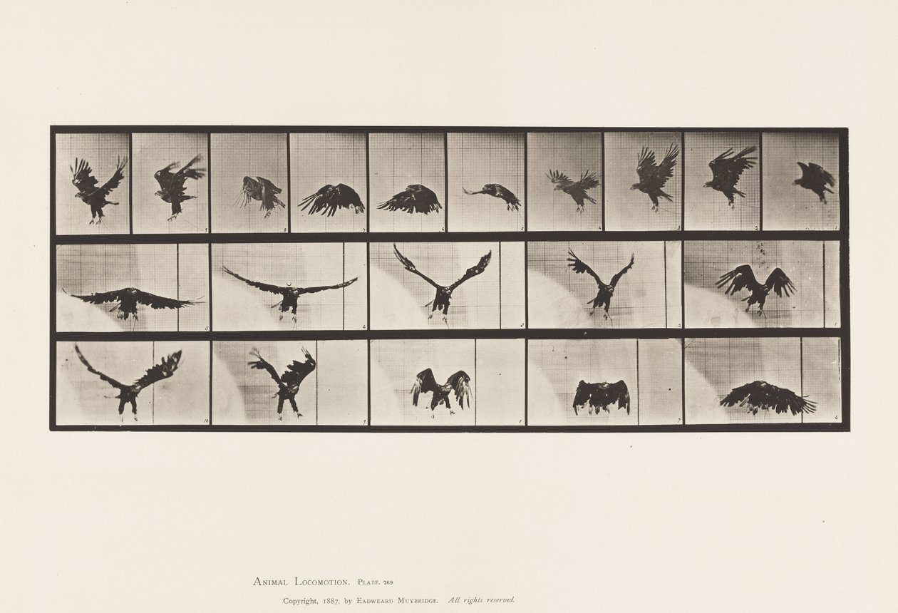 Planche 769. Aigle américain; Volant - Eadweard Muybridge