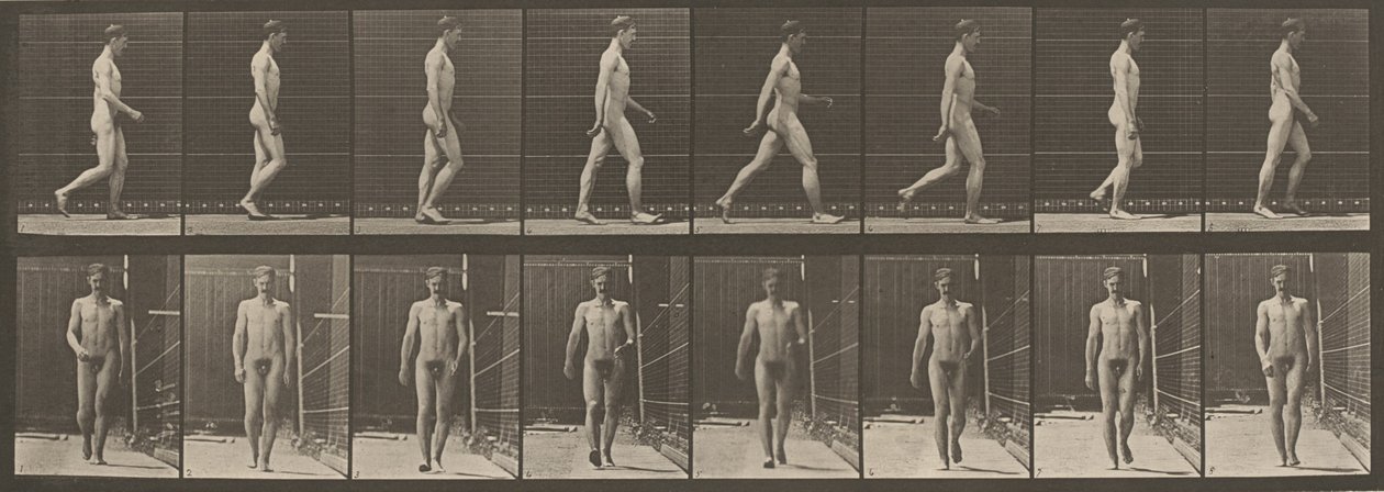 Planche numéro 5. Marche, 1887 (photo) - Eadweard Muybridge