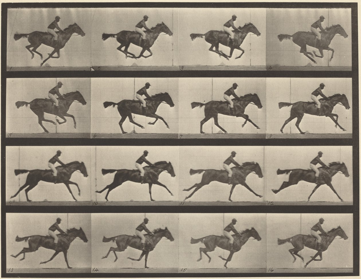 Planche numéro 626. Galop, jument bai pur-sang, Annie G. - Eadweard Muybridge