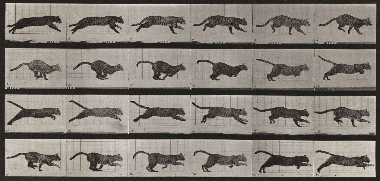 Planche numéro 720. Chat; au galop - Eadweard Muybridge