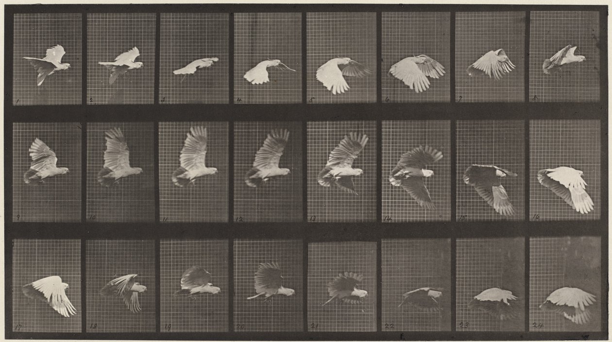 Planche numéro 758. Cacatoès volant - Eadweard Muybridge
