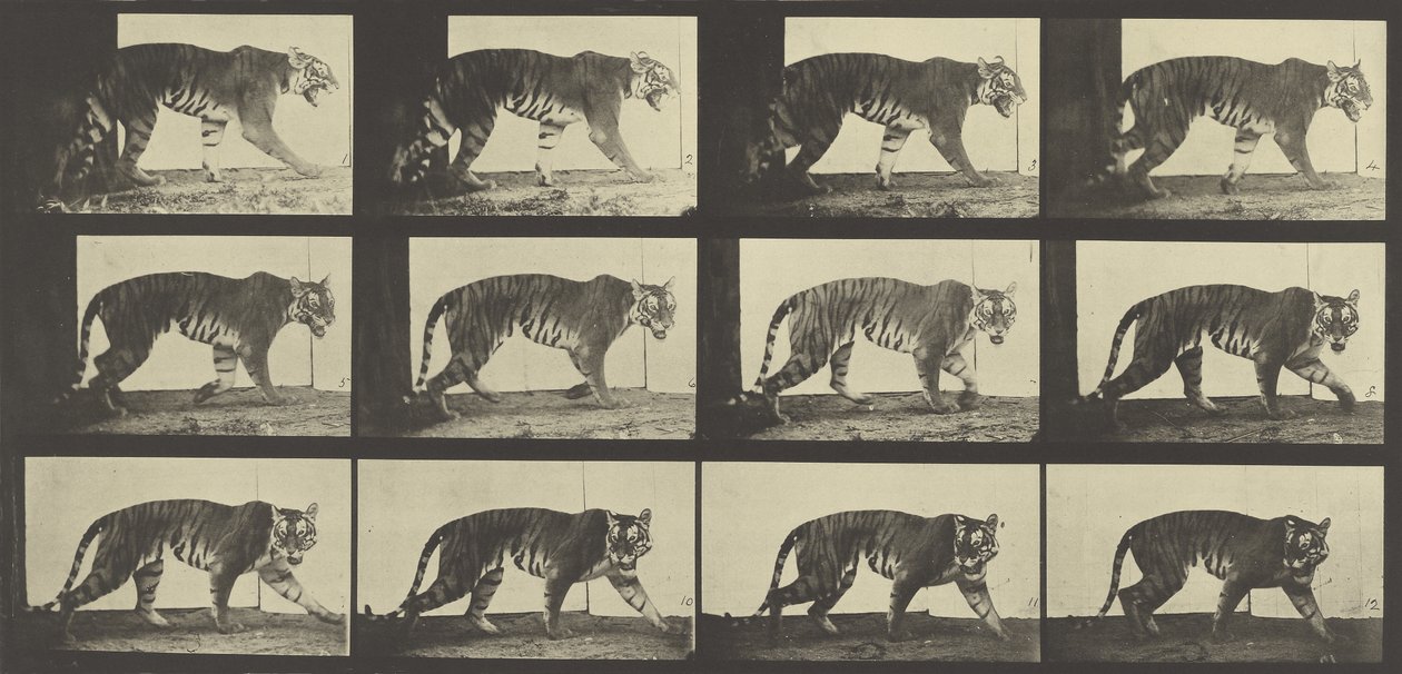 Tigre marchant, Planche 729 de Animal Locomotion, 1887 - Eadweard Muybridge