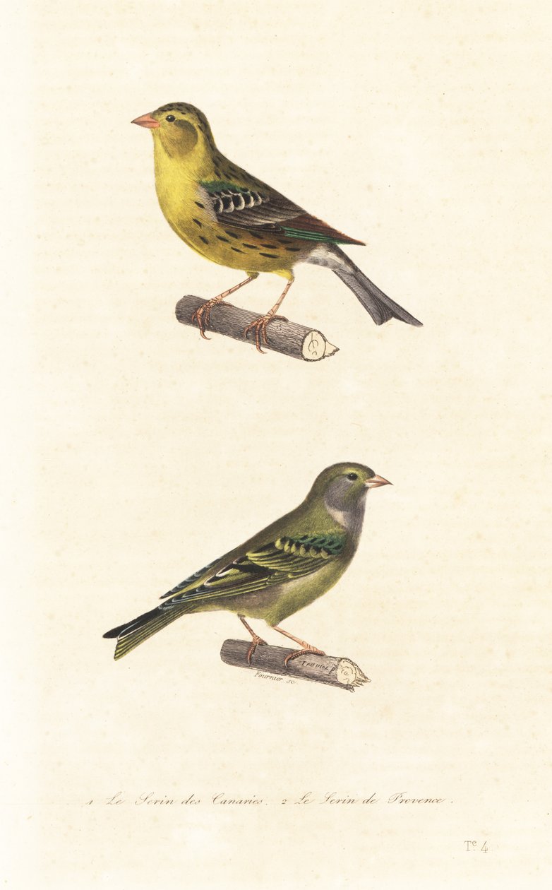 Canari des Canaries et serin européen - Edouard (after) Travies