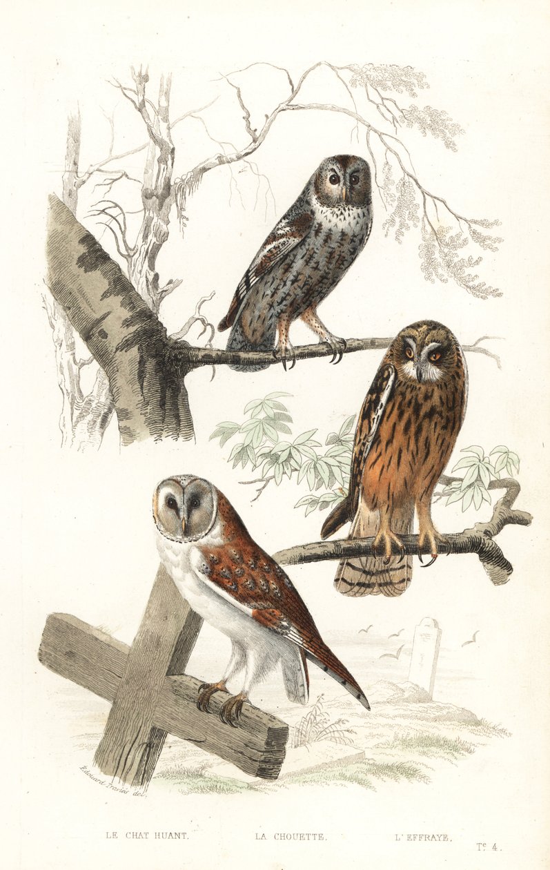 Chouette hulotte, chouette épervière et hibou des marais - Edouard (after) Travies