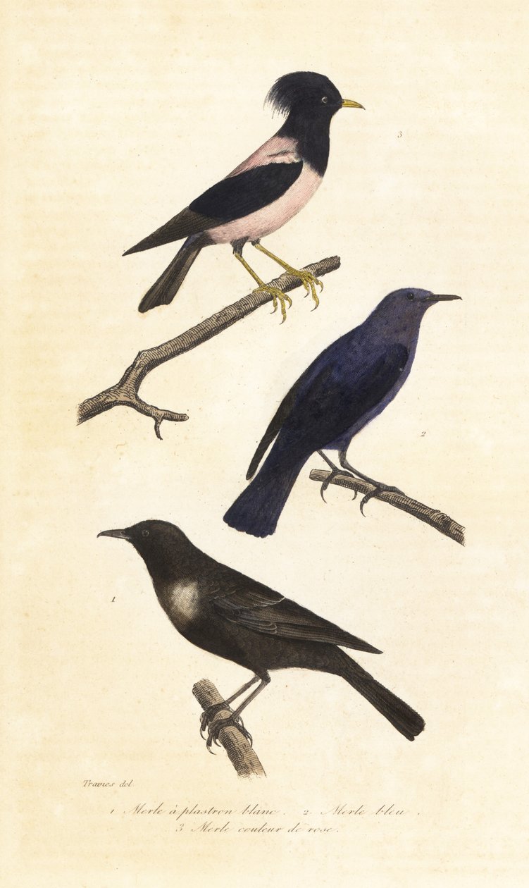 Merle à collier, merle bleu et étourneau roselin - Edouard (after) Travies