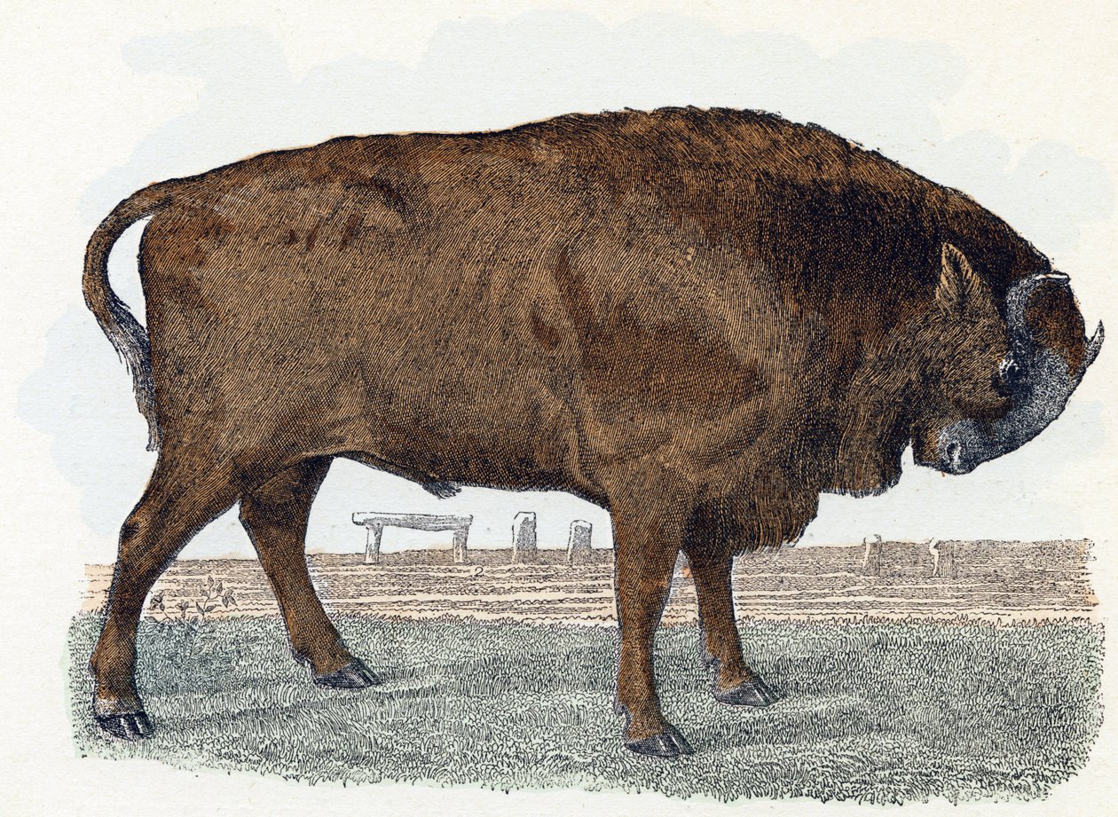 Aurochs - Alphabet illustré des animaux - Edouard Travies