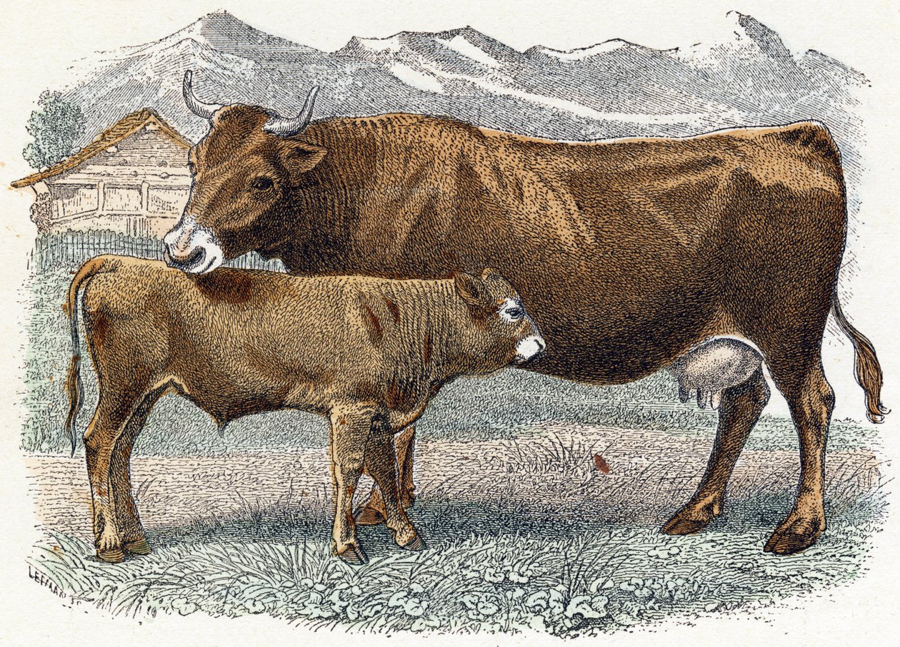 Veau - Alphabet illustré des animaux - Edouard Travies
