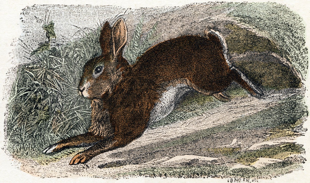 Lapin de garenne - 