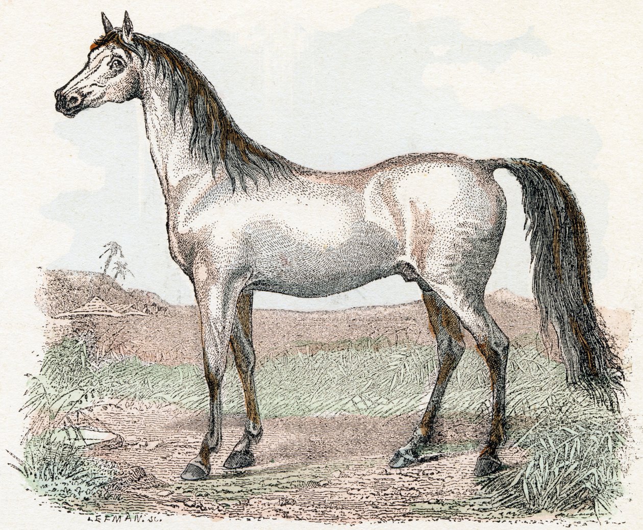 Cheval - 