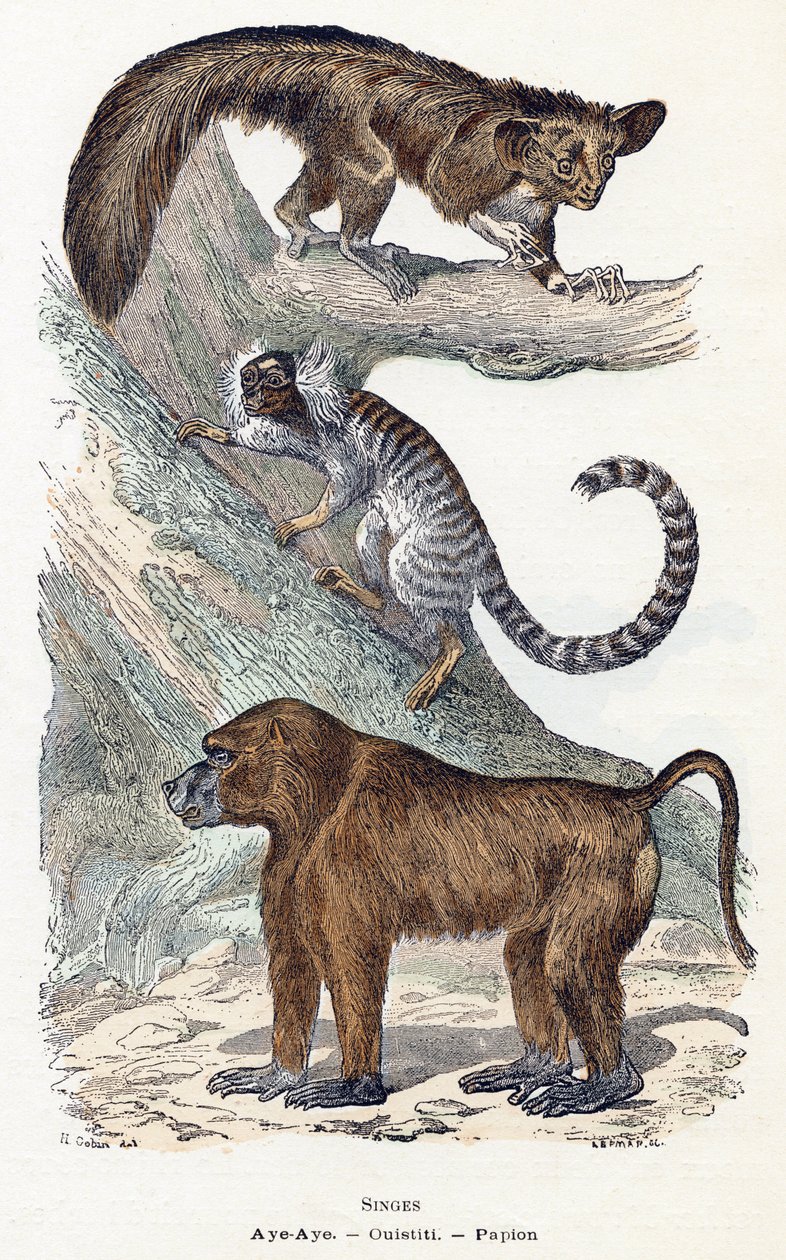 Singes - "Alphabet illustré des animaux" XIXe siècle (gravure) - Edouard Travies