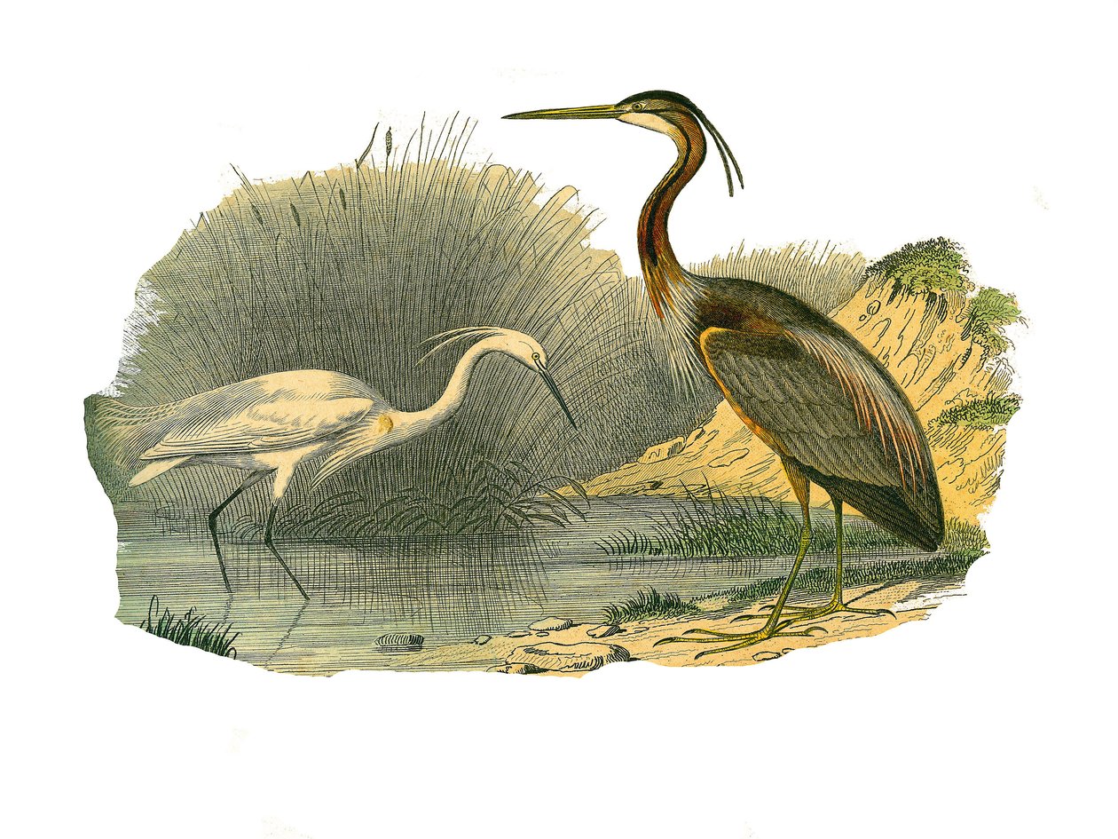 Planche zoologique représentant des oiseaux aquatiques et des échassiers cultrirostres : aigrette et héron pourpré. Planche tirée des neuf volumes sur les oiseaux dans « Œuvres complètes de Buffon » écrites par le naturaliste Georges Louis Leclerc, comte d - Edouard Travies