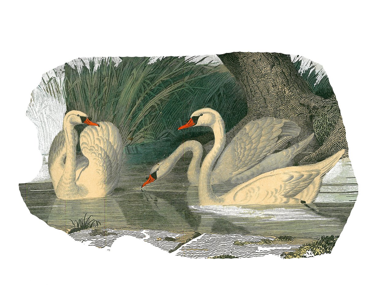 Tableau zoologique représentant des palmipèdes lamellirostres - Edouard Travies