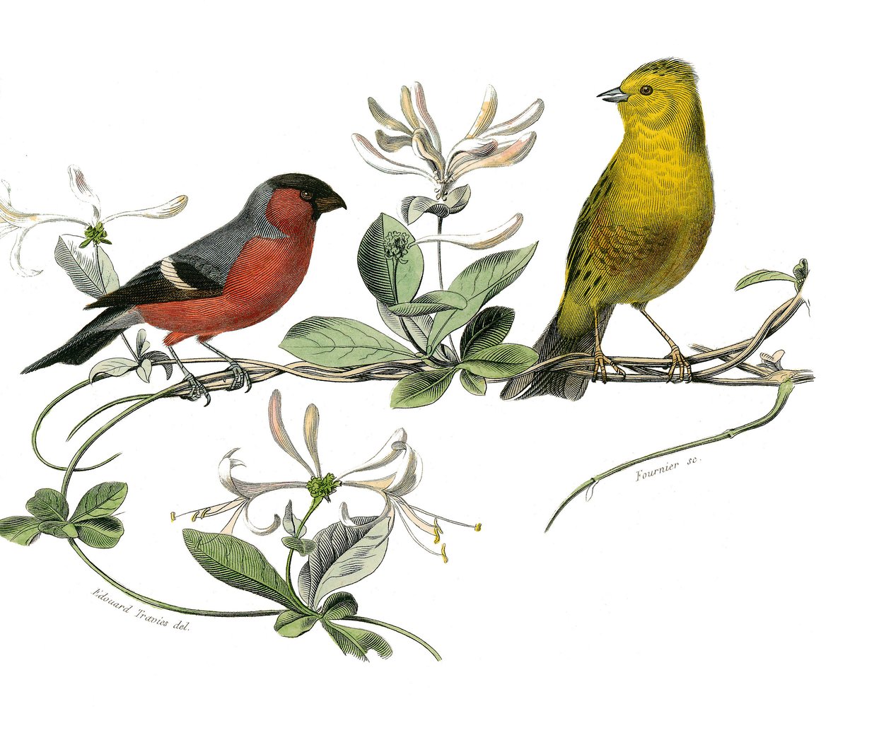 Histoire naturelle : planche zoologique représentant le bouvreuil et le moineau de France. Planche tirée des neuf volumes sur les oiseaux dans les Œuvres complètes de Buffon écrites par le naturaliste Georges Louis Leclerc, comte de Buffon - Edouard Travies
