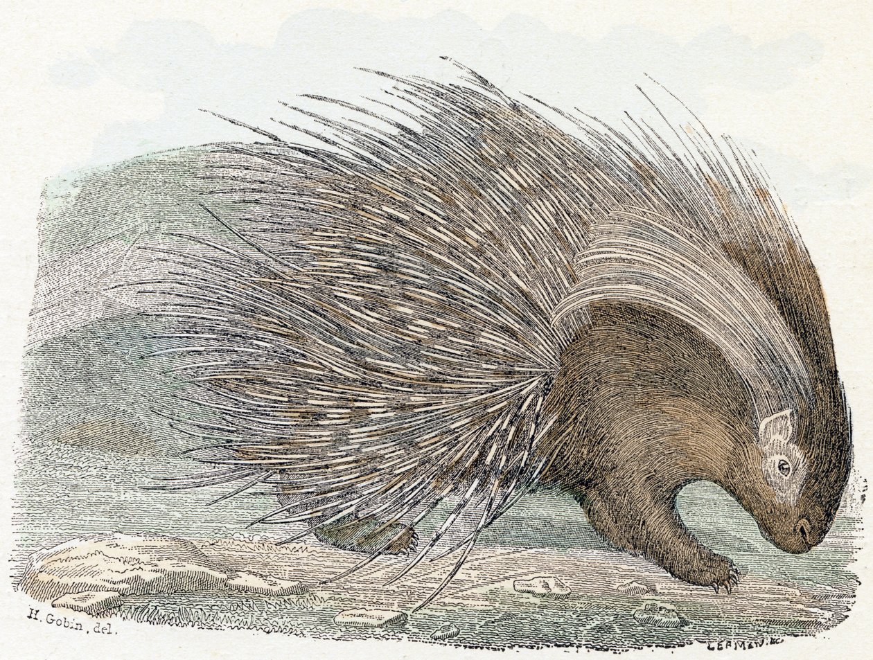 Porc-épic - Alphabet illustré des animaux 19ème siècle (gravure) - Edouard Travies