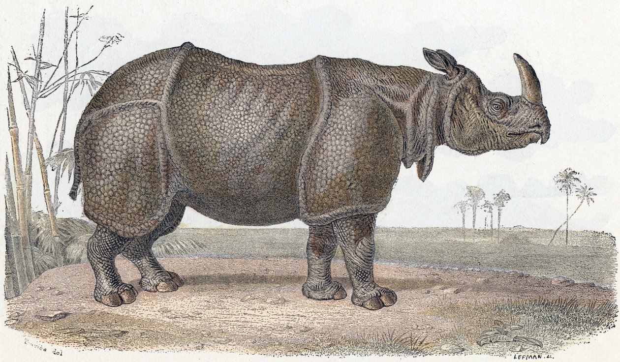 Rhinocéros - Alphabet illustré des animaux 19ème siècle (gravure) - Edouard Travies