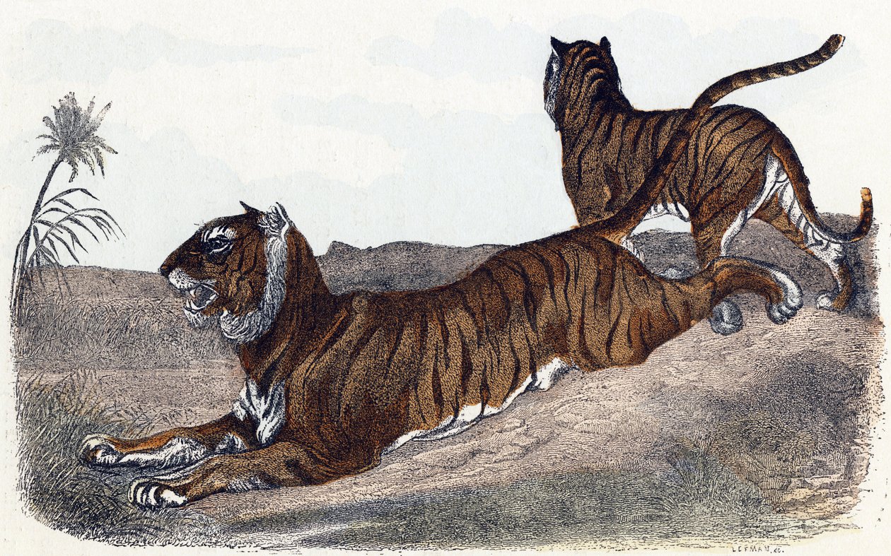 Tigres - "Alphabet illustrant les animaux" XIXe siècle - Edouard Travies