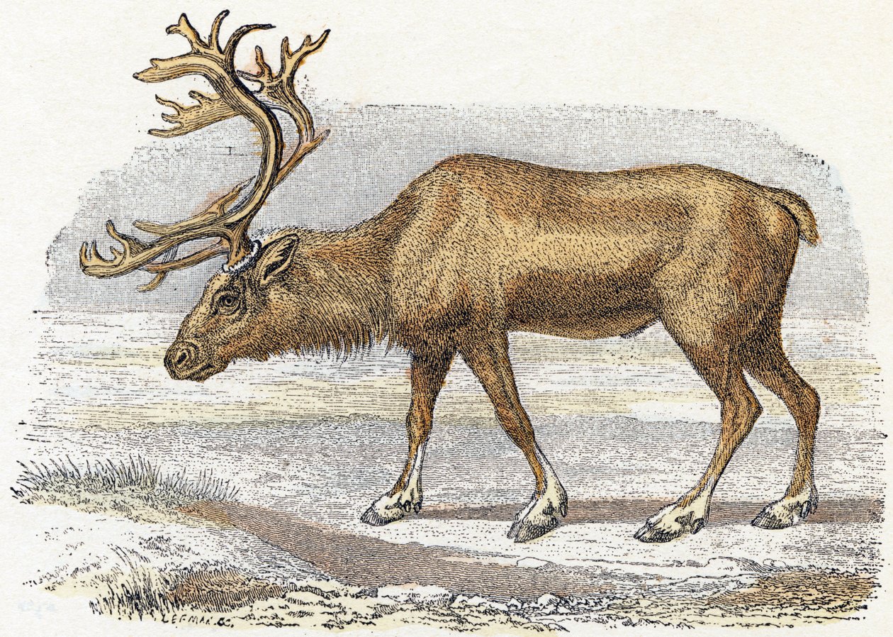 Alphabet illustré des animaux (gravure) - Edouard Travies