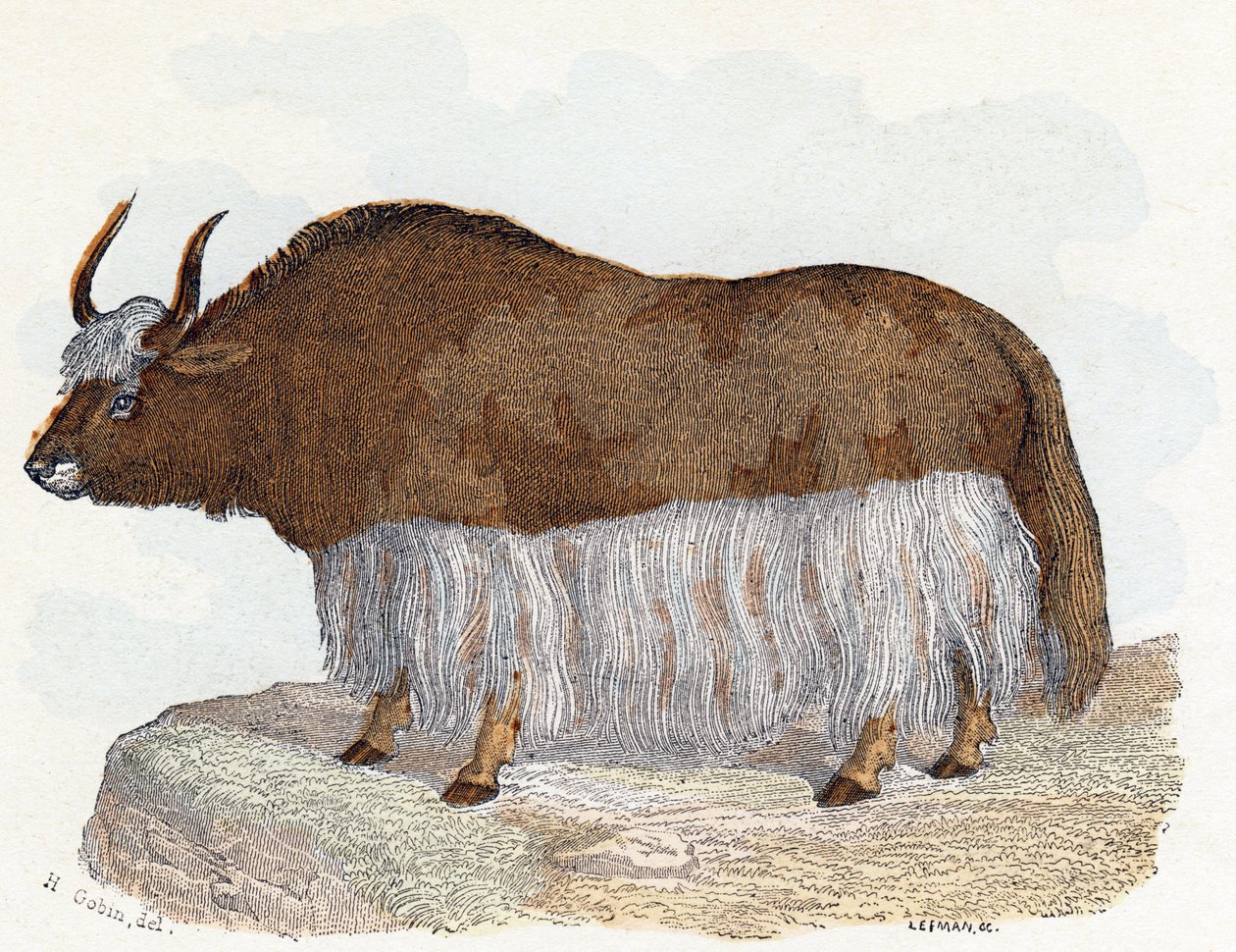 Yack - Alphabet illustré des animaux - Edouard Travies