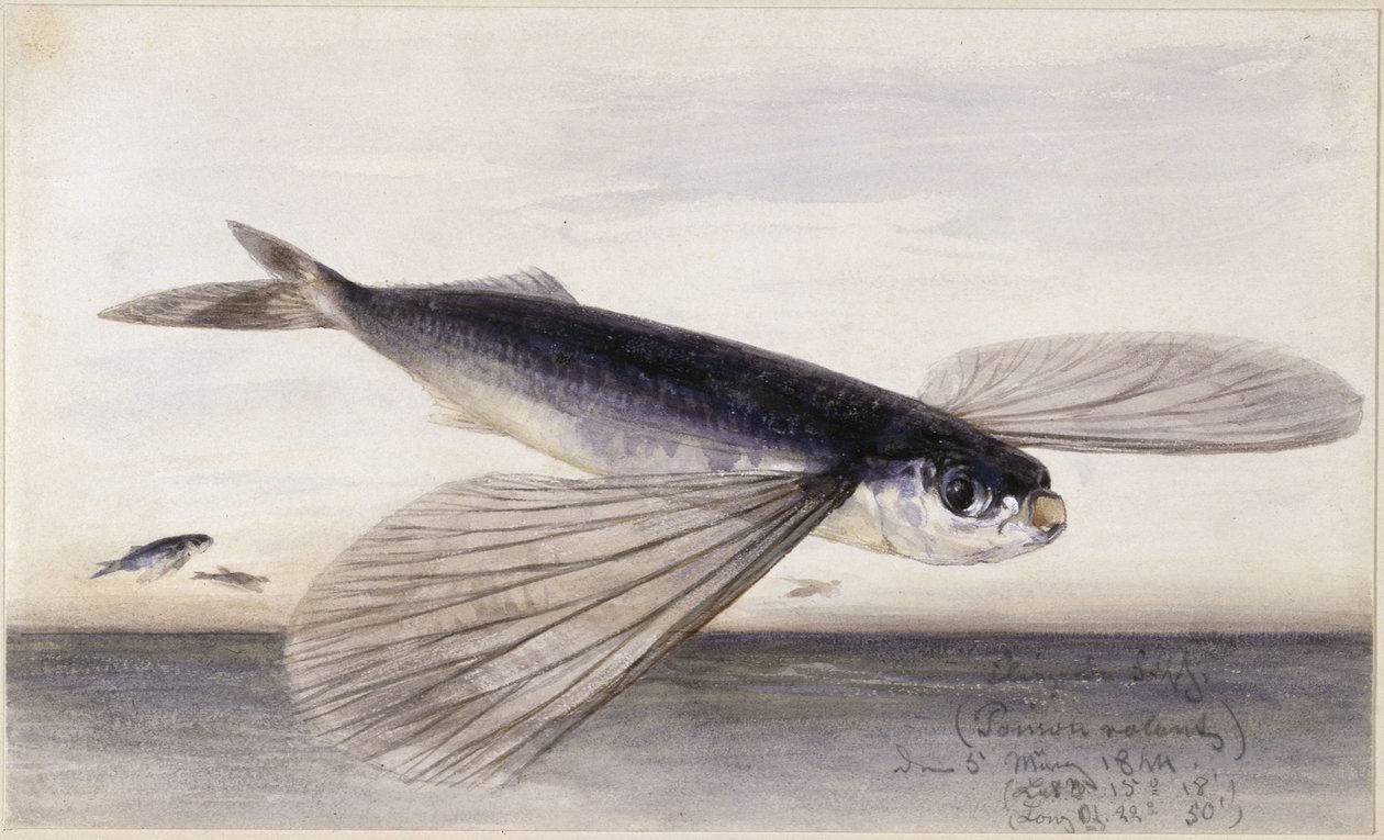Études sur les poissons (poisson volant) - Eduard Hildebrandt