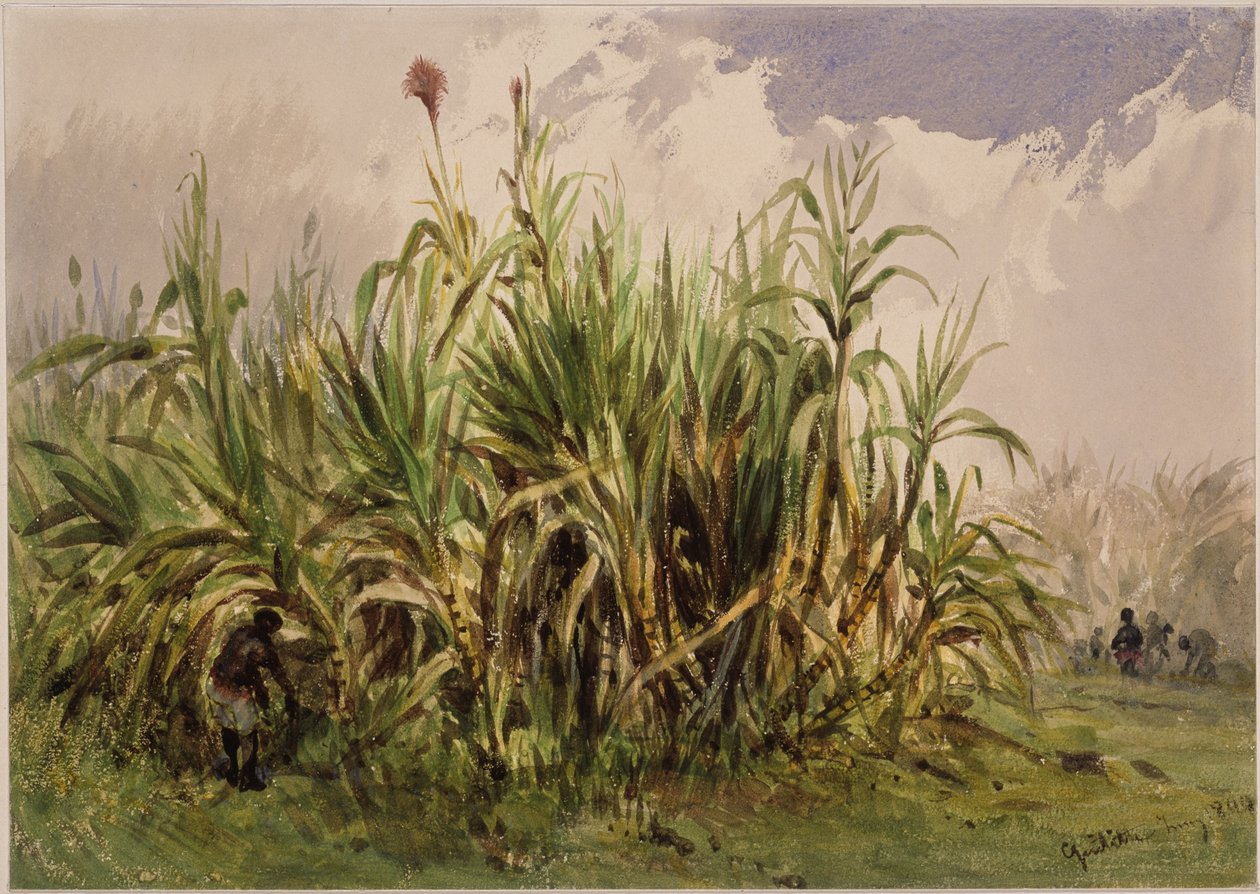 plantation de canne à sucre - Eduard Hildebrandt
