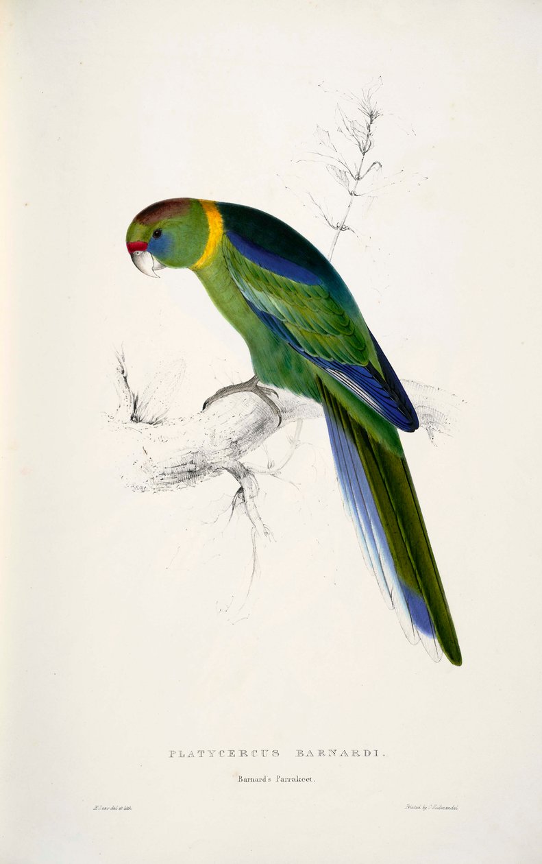 Barnardius zonarius - Edward Lear