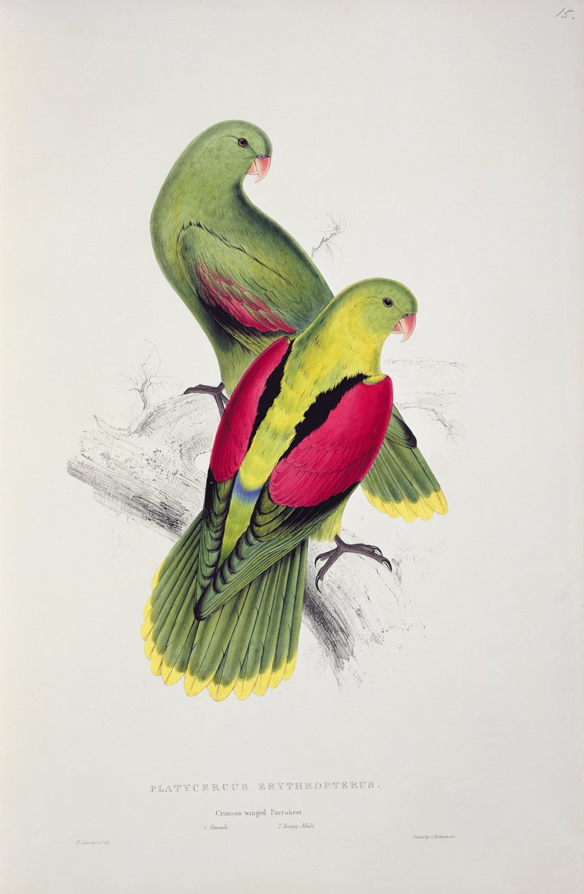Perruche à ailes cramoisies - Edward Lear