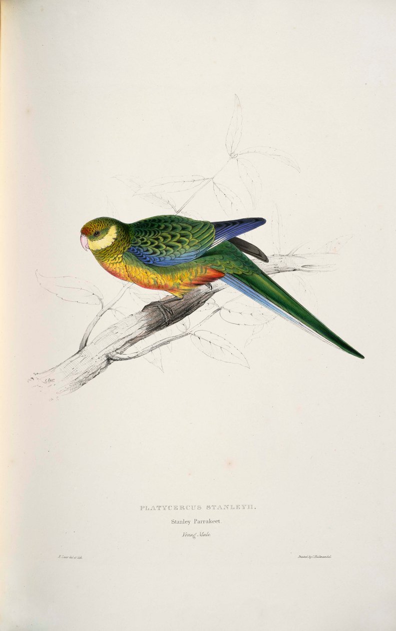 Platycercus icterotis - Edward Lear