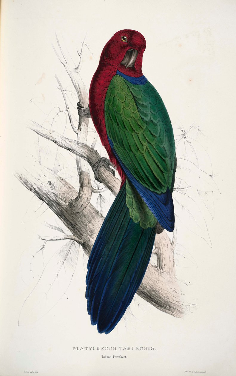 Prosopeia tabuensis - Edward Lear