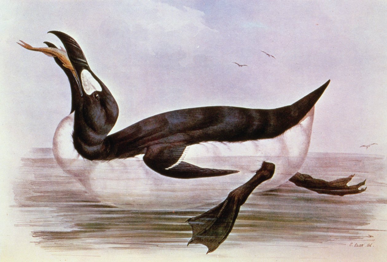 Le Grand Pingouin, illustration de 