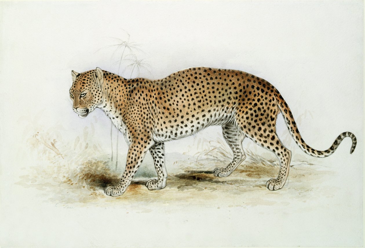Le Léopard - Edward Lear