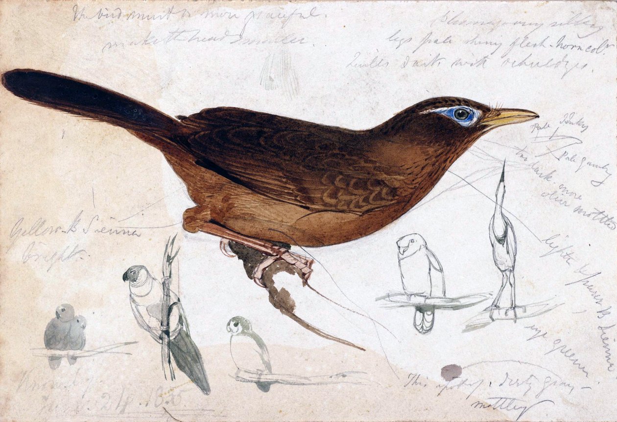 Oiseau brun - Edward Lear