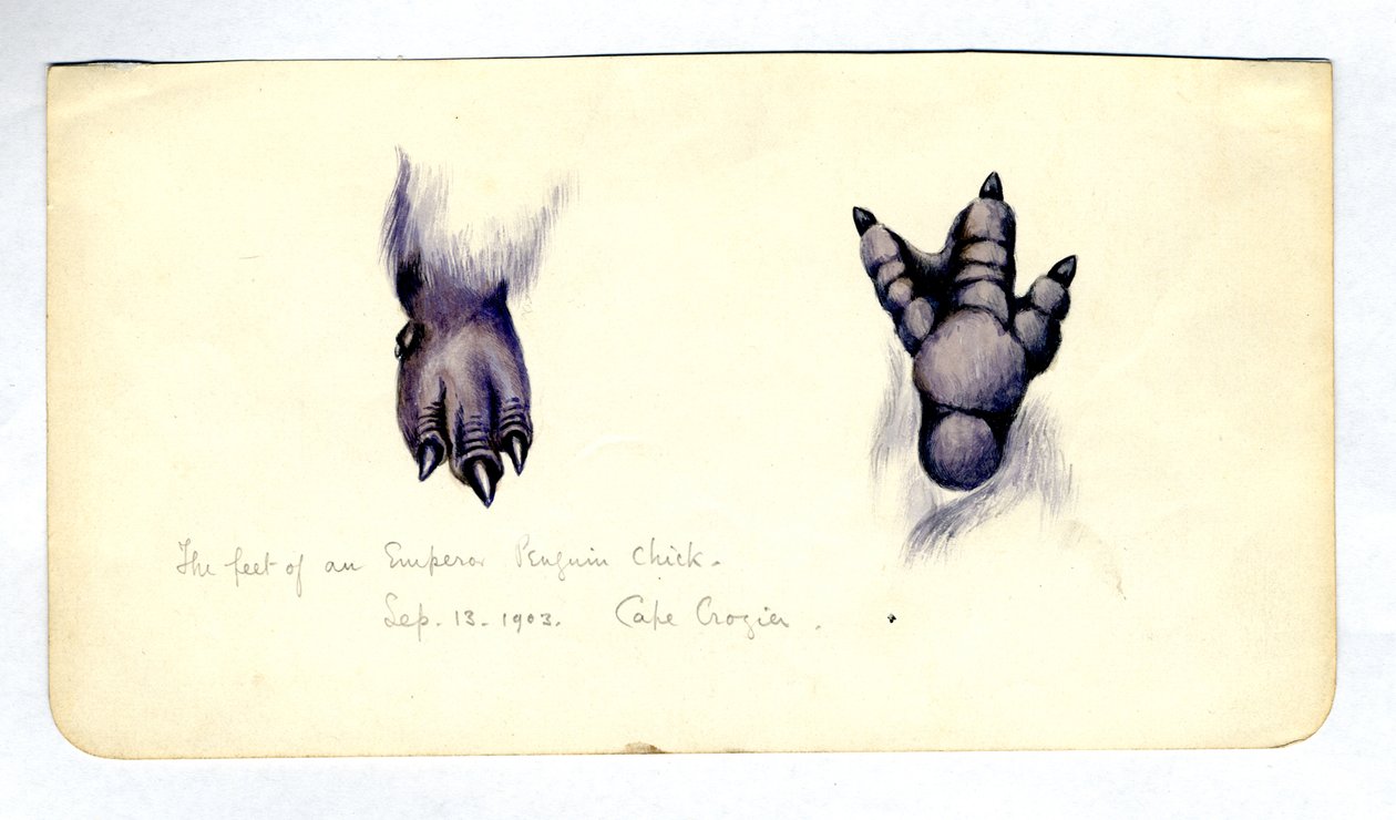 Deux études du pied d
