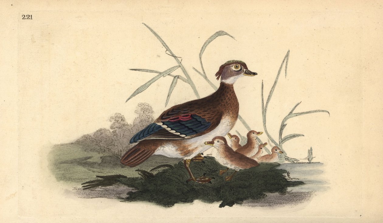Canard branchu américain (femelle et jeunes). Gravure à la main en cuivre dessinée et gravée par Edward Donovan de son propre Histoire naturelle des oiseaux britanniques, Londres - Edward Donovan